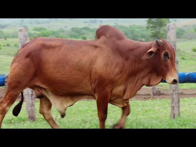 Touro Sindi RAJT - 2566