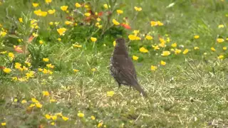 Song Thrush Blackbird  Song Thrush Blackbird