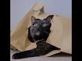 Funny Animal Expressions And Best Dog Walker And Pet Sitter San City