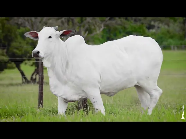 Novilha Nelore AFOM - 5077