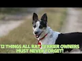 12 Things All Rat Terrier Owners Must Never Forget