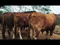 Download Lagu 15 juta !! Harga Oleng !! Sisa Qurban Di Serbu Pembeli Luar Kota !! Pasar Sapi Jatirogo