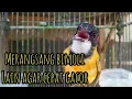Download Lagu Kicauan burung bimoli gacor untuk merangasang bimoli lain agar cepat gacor