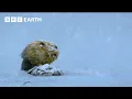 Predators vs Prey in the Most Extreme Environments BBC Earth