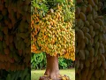 Download Lagu Grafting mangoes in Aloe Vera yields a lot of fruit at home #shots