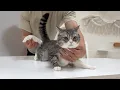 Download Lagu お尻から激臭を放ってた猫を1年ぶりに肛門腺絞りしたらこうなっちゃいました汗