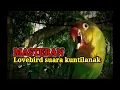 Lagu MASTERAN LOVEBIRD SUARA KUNTILANAK