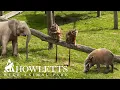 HOWLETTS Wild Animal Park FULL Walkthrough 2025