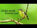 Download Lagu Masteran suara burung REMETUK LAUT durasi panjang 1 jam