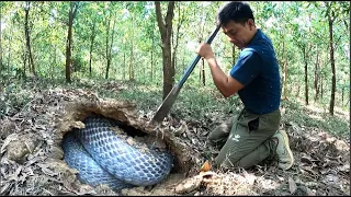 A close-up look at an excursion into the forest with the world’s highest concentration of cobras