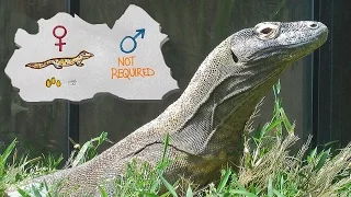 Reproducing Without A Male | Parthenogenesis