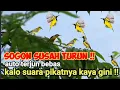 Download Lagu Suara Pikat Sogok Ontong Ribut Ampuh Untuk Pikat Sogon Susah Turun