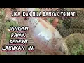 Download Lagu Mengatasi Ikan Nila yg mati tiap hari dan tiap jam