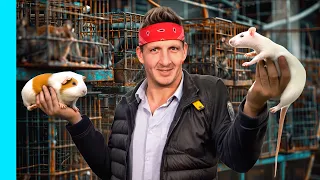 أخطر سوق لحوم في الهند فئران قطط كلاب والمزيد في ناجالاند 