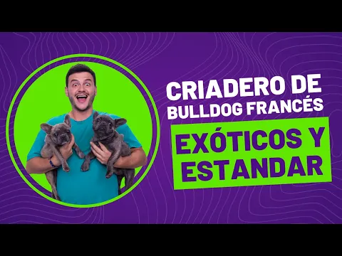 Download MP3 🐾Criadero de BULLDOG FRANCÉS 🐾  Exóticos y Estandar