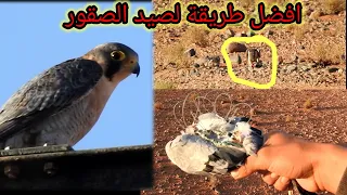 شاهد لحضة طرح صقر شاهين بشبك الحمام من اروع صيد الصقور دندنها