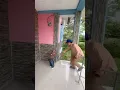 Download Lagu TELUR ULAT BULU DIMANA MANA BAYANGKAN ULAT BULU AKAN MERAYAP KEBADAN AISHAKA⁉️😱😱