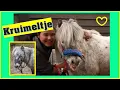 Download Lagu Kruimeltje # 670 (blauwe band) ♥ Ponyparkcity - kleine Appaloosa pony !!