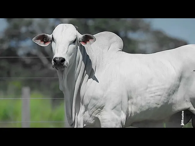 Garrote Nelore GLMP - 1599