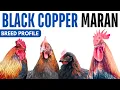 Black Copper Maran Chicken Breed Profile History Health Issues - Black Copper Maran Egg Ratio