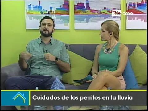 Cuidados de los perritos en la lluvia