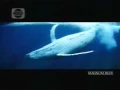 Indosiar Magnum Blue 22 15 (15/04)
