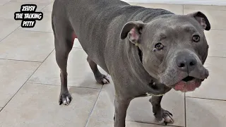 Talking Pitbull Goes Off On His Dad! Dogs Can Communicate So Well! 