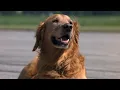 Download Lagu homeward bound II: lost in san francisco (1996) - escaping the airport