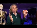 Limbic system neuroanatomy