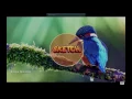 Download Lagu (sketch Intro) (Everybody)(Elias Naslin