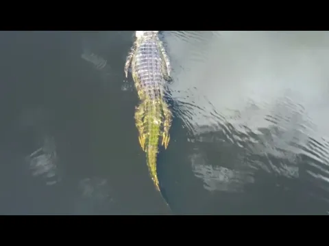 River Beauty New Movie Trailer 2023