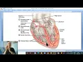Anatomy CVS Module in English 7 Conducting system of the heart by Dr Wa an