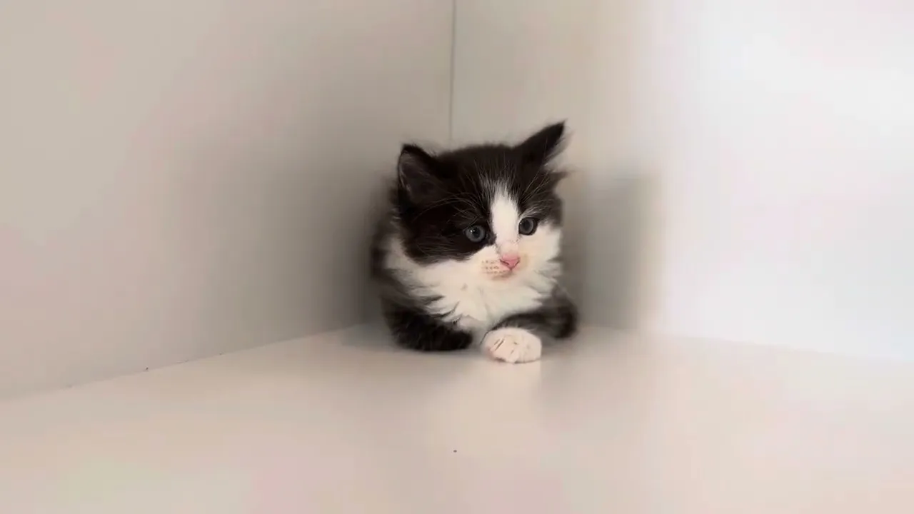動画