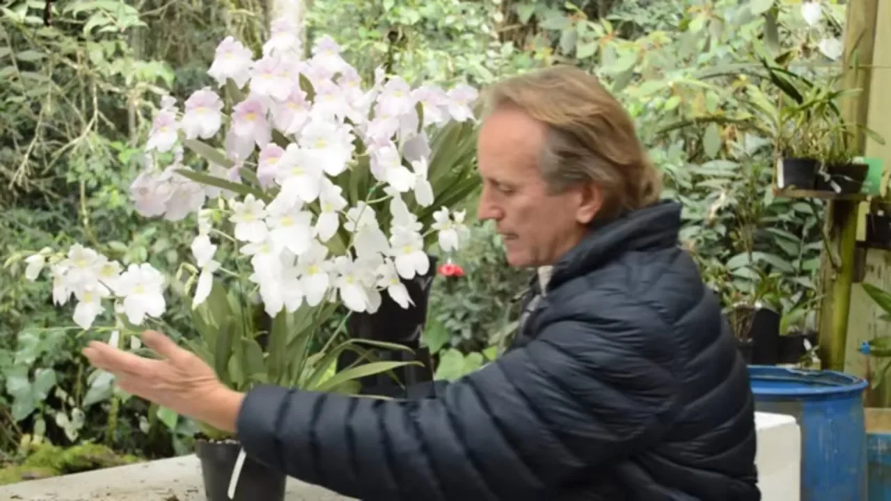 CÓMO OBTENER UNA EXCELENTE FLORACIÓN ORQUÍDEA MILTONIA