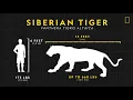 Tigers 101 | Nat Geo Wild
