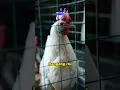 Download Lagu #funfacts BENGONG BIKIN AYAM TETANGGA M@T1 ???