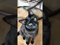 Lagu How?😼 #catsofyoutube #cat #adoreble #countdracula #funny #blackcat