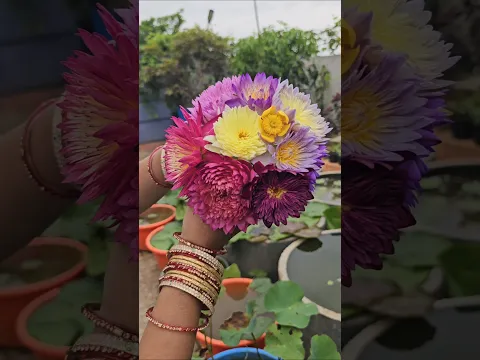 Water lilly flowers harvesting #waterlily #flowers #homegarden  #mygarden #gardening #shorts