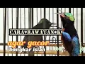 Download Lagu Hoe je voor een Ninja Kolibrie zorgt zodat hij goed zingt. Bekijk het filmpje tot het einde!!!
