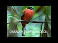 Download Lagu CINNAMON RUMPED TROGON - BIRDS OF BORNEO