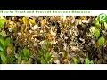 How to Treat and Prevent Boxwood Diseases