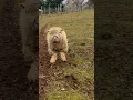 The Best Sheep Edit🤣 | Fun TikTok Video | Credits: hoest #funny #animals #viral #fyp #funnyvideo