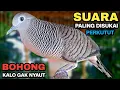 Perkutut Lokal Gacor Suara Paling Ampuh Untuk Pancingan Burung Perkutut Agar Bunyi