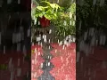 Download Lagu മഴയ് വരും 🌧❤️/#favoritesong #vaseegara #shortsoftheday #rainyweather #rainyday #music #song