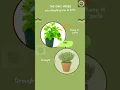 Download Lagu Do You Know Which Herb Grow Best In Containers | The Only Herbs You Can Grow In Pots|@leaf.loom_byali