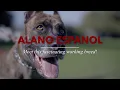 Man and Alano Espanol Perfect Bond Demonstrated