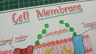 How to draw Cell Membrane structure Easy drawing Cell Membrane Structure