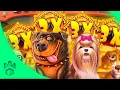 DOG HOUSE JUST PAID ME CRAZY GAMDOM