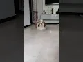 Download Lagu Shih Tzu puppy transformation! #shihtzu #reels #viral #cute #trending #shorts #dog #video #funny