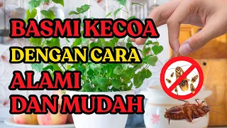 cara membasmi kecoa dengan bahan alami dan sangat mudah